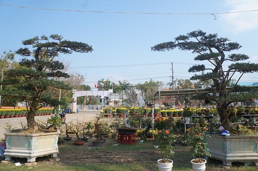 La liệt bonsai độc lạ giá cả cây vàng đại náo thị trường Tết 2018